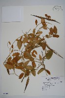 藏品(鷗蔓)的圖片