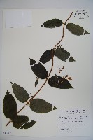 藏品(大花忍冬)的圖片