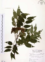 藏品(賊仔樹)的圖片