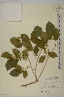 藏品(大葉南蛇藤)的圖片