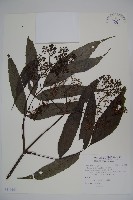 藏品(冇骨消)的圖片