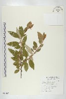 藏品(鄧氏胡頹子)的圖片