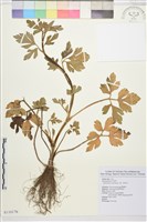 藏品(水辣菜、禺毛茛)的圖片