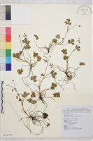 藏品(鹿場毛茛)的圖片