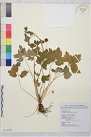 藏品(辣子草、揚子毛茛)的圖片