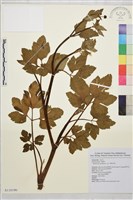 藏品(鉤柱毛茛)的圖片