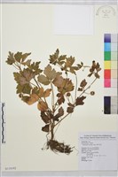 藏品(辣子草、揚子毛茛)的圖片