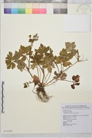 藏品(辣子草、揚子毛茛)的圖片