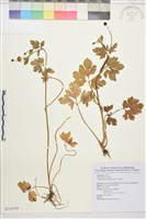 藏品(水辣菜、禺毛茛)的圖片