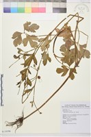 藏品(水辣菜、禺毛茛)的圖片