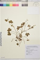 藏品(鹿場毛茛)的圖片