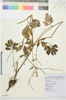 藏品(水辣菜、禺毛茛)的圖片