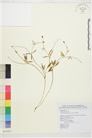 藏品(南湖毛茛)的圖片