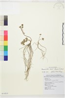 藏品(森氏毛茛、長柄毛茛)的圖片