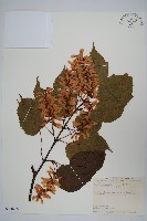 藏品(臺灣紅榨槭)的圖片