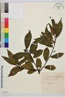 藏品(鈍齒鼠李)的圖片