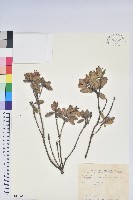 藏品(黃花著生杜鵑)的圖片