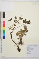 藏品(鉤柱毛茛)的圖片