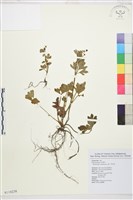 藏品(水辣菜、禺毛茛)的圖片