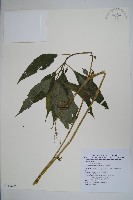 藏品(黃花鳳仙花)的圖片