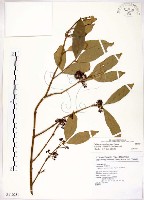 藏品(疏齒紫珠、恆春紫珠)的圖片