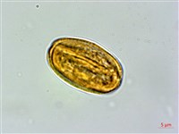 藏品(短柄金絲桃)的圖片