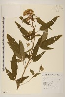 藏品(台灣澤蘭)的圖片