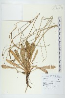 藏品(貓兒菊)的圖片