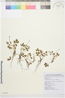 藏品(蓬萊毛茛)的圖片