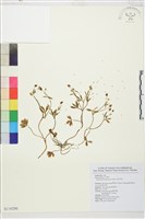 藏品(檜林毛茛)的圖片