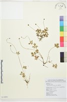 藏品(蓬萊毛茛)的圖片