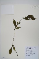 藏品(臺灣馬藍)的圖片