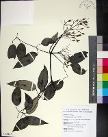 藏品(柱果鐵線蓮)的圖片