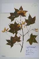 藏品(青楓)的圖片