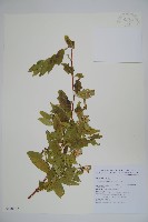 藏品(阿里山忍冬、漸尖葉忍冬)的圖片