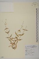 藏品(亞毛無心菜)的圖片