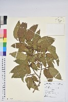 藏品(南燭)的圖片