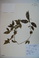 藏品(狹葉莢迷)的圖片