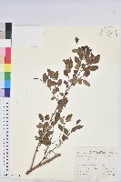 藏品(新竹油柑、新竹葉下珠)的圖片