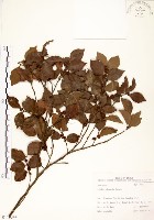 藏品(內苳子)的圖片