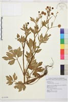 藏品(水辣菜、禺毛茛)的圖片