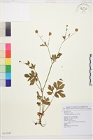 藏品(水辣菜、禺毛茛)的圖片