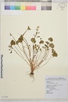 藏品(小毛茛)的圖片