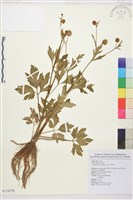 藏品(水辣菜、禺毛茛)的圖片