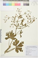 藏品(石龍芮)的圖片