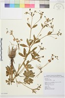 藏品(石龍芮)的圖片