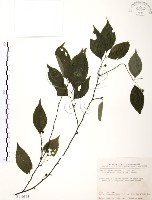 藏品(燈稱花、烏雞骨)的圖片