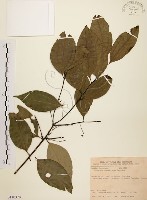 藏品(土肉桂)的圖片