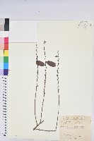 藏品(裡白饅頭果)的圖片