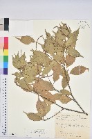 藏品(油葉石櫟)的圖片